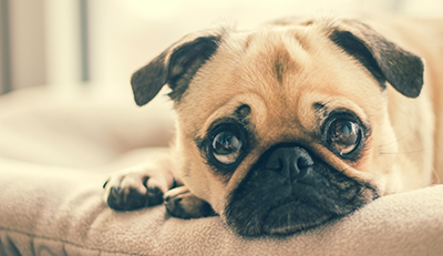Selling Your Home With Pets. Dewar Realty. Small dog on couch - pug